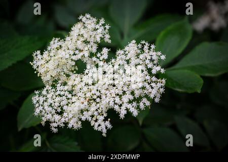 Elderflower of the European Black Elder (Sambucus nigra) Stock Photo