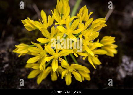 Golden Garlic (Allium moly) Stock Photo