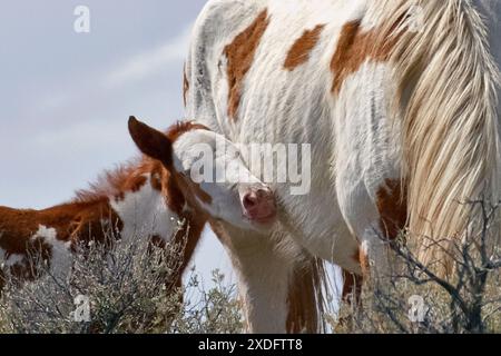 The Steens Mountain wild horses can range from pinto to buckskin, sorrel, bay, palomino, gray brown and black. Stock Photo