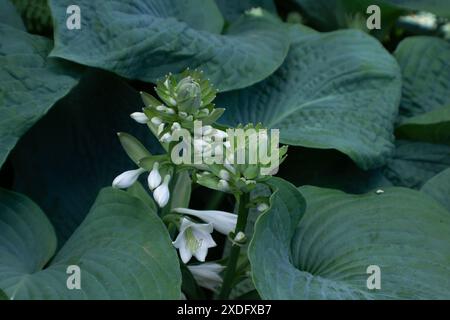 Flowering Plantain Lily Stock Photo