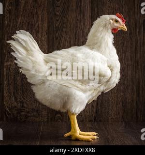 Free range white chicken leghorn on a dark wooden floor with a dark background, studio shot. Stock Photo