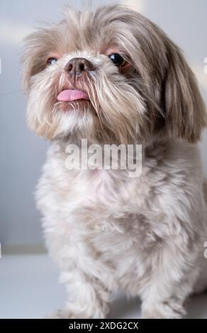 Cute Shih Tzu with Playful Expression. Amusing Shih Tzu with Tongue Out Stock Photo