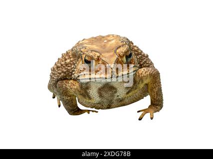 Front view of brown toad is isolated on white background with clipping path. Stock Photo