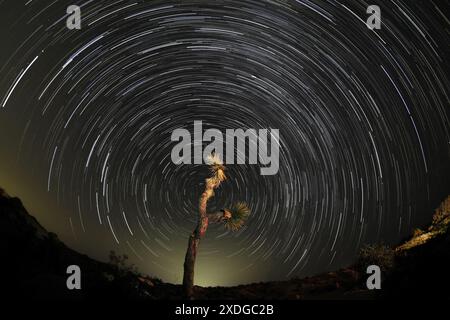Twentynine Palms, California, USA. 13th Aug, 2021. Star trails above a tree in the Joshua Tree National Park at night. (Credit Image: © Ringo Chiu/ZUMA Press Wire) EDITORIAL USAGE ONLY! Not for Commercial USAGE! Stock Photo