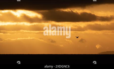 A gull in flight over the ocean in the Strait of Georgia between Victoria and Vancouver, British Columbia, Canada. Stock Photo