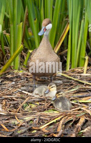 Standing on the nest is a White cheeked pintail, Anas bahamensis, with her chicks. There are two chicken and it has a natural background Stock Photo