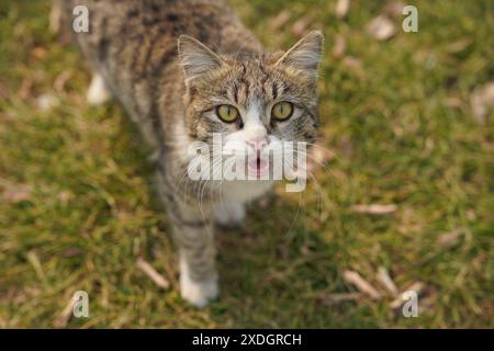 Curious stray tabby cat standing on grass and looking at the camera. Natural outdoor portrait with selective focus and soft bokeh background. Stock Photo