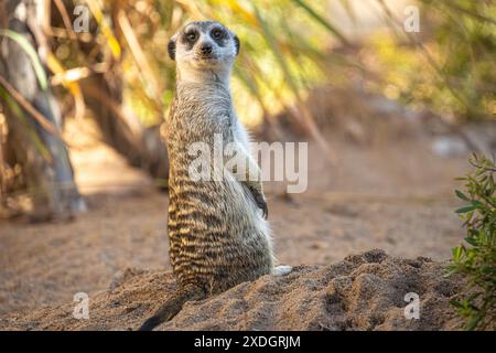 Alert slender-tailed meerkat (Suricata suricatta) on the lookout in the African Savanna exhibit area at Zoo Atlanta near downtown Atlanta, GA. (USA) Stock Photo