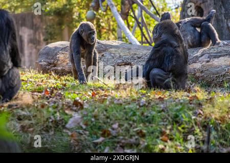 Western lowland gorilla family at Zoo Atlanta near downtown Atlanta, Georgia. (USA) Stock Photo