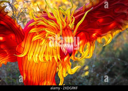 Fiery phoenix bird Chinese lantern art at Zoo Atlanta for IllumiNights ...