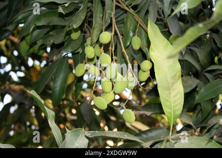 Immature Lychee fruits (Litchi chinensis) hanging from a branch : (pix Sanjiv Shukla) Stock Photo