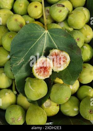 Abundance of figs. Vertical flat lay of ripe green figs with a fig leaf and a halved fig on it exposing its red inner juicy red flesh. Sardinia, Italy Stock Photo