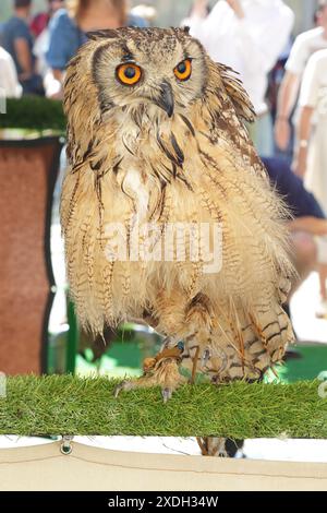 Eurasian eagle-owl (Bubo bubo) perched at a bird exhibit Stock Photo