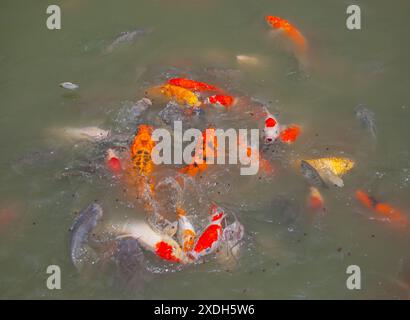 Koi Carp at Wat Nang Sao, Thailand Stock Photo