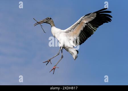 Wood Stork, Mycteria americana, adult bird in flight returning to nest site with nesting material  Florida, USA Stock Photo