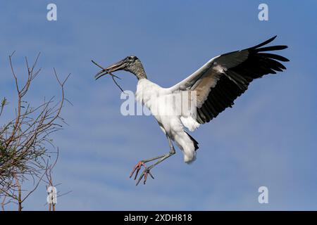 Wood Stork, Mycteria americana, adult bird in flight returning to nest site with nesting material Florida, USA April Stock Photo