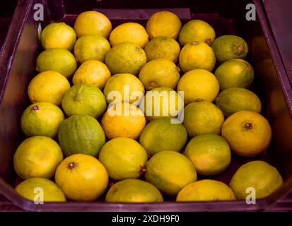 Yellow lemons and green  limes on display in a plastic box at the greengrocers. Stock Photo