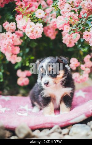 Shetland Sheepdog puppy Stock Photo