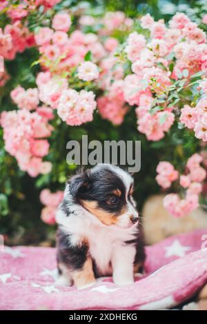 Shetland Sheepdog puppy Stock Photo
