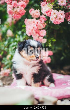 Shetland Sheepdog puppy Stock Photo