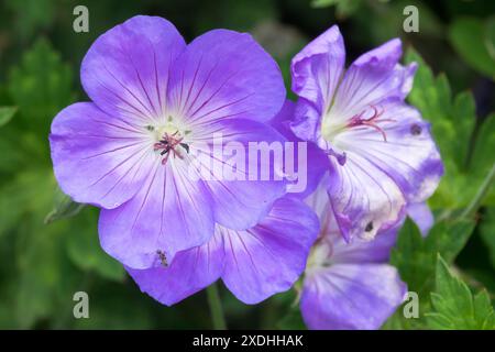 Blue Hardy Geranium 'Azure Rush' flowers Stock Photo