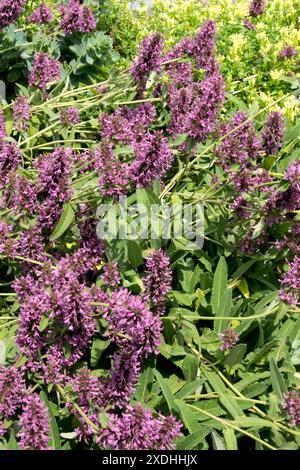 Lamb's Ear flowers Betonica orientalis Stock Photo