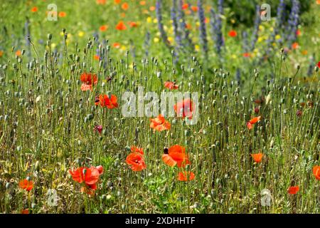 Wildflowers Flowery Meadow Common Poppy Corn Red Papaver rhoeas Field Poppy, Summer Season June Stock Photo