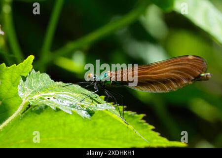 Beautiful demoiselle Calopteryx virgo, female brown wings shiny metallic sheen on green body large brown compound eyes laid back wings at rest Stock Photo