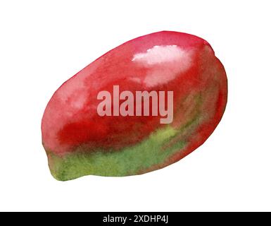 Watercolor red mango. Drawing of ripe tropical fruit isolated on white background. Food illustration for design Stock Photo