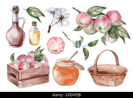 Set of watercolor hand drawn illustrations with apples. Farming. Apple cider vinegar, jam, fruits and flowers isolated on white background for design Stock Photo