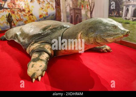 Hanoi, Vietnam - 9 Feb, 2024: A Preserved Swinhoe Softshell Turtle 