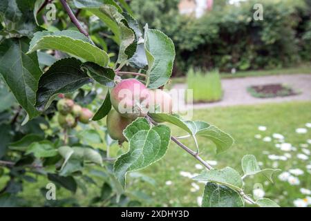 Green young apples on an apple tree, Stock Photo