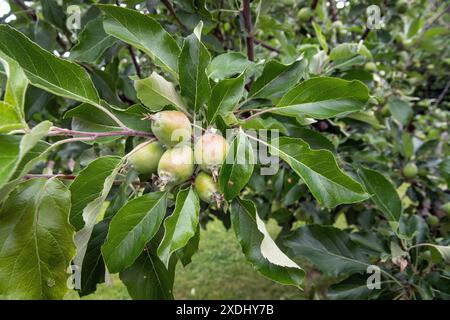 Green young apples on an apple tree, Stock Photo