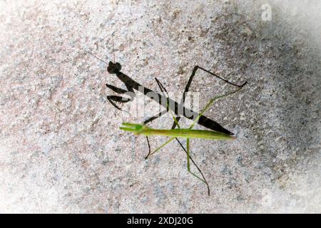 Shadow of Praying Mantis nymph - Brevard, North Carolina, USA Stock Photo