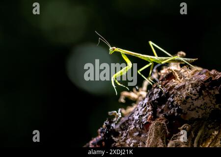 Close-up of small Praying Mantis nymph - Brevard, North Carolina, USA Stock Photo