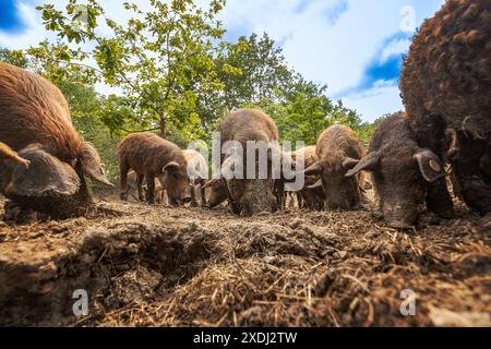 Hairy mangalica pigs foraging in the mud on a sunny farm day, with trees and blue sky Stock Photo