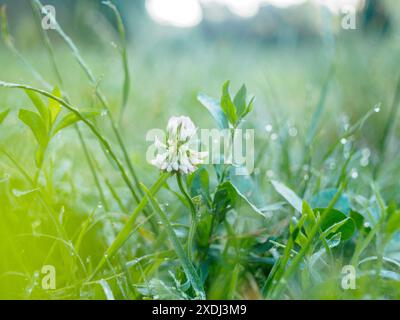 Single white clover flower is blooming in a field of green grass covered in morning dew Stock Photo