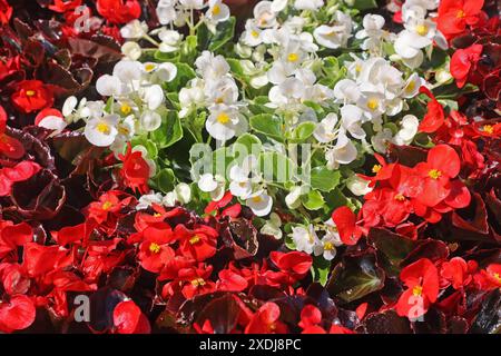 Sommerblumen in Blüte Die Semperflorens-Begonien, auch Eis-Begonien oder Gottesauge genannt, zur Blütezeit im Sommer *** Summer flowers in bloom The Semperflorens begonias, also known as ice begonias or Gods eye, in bloom in summer Stock Photo