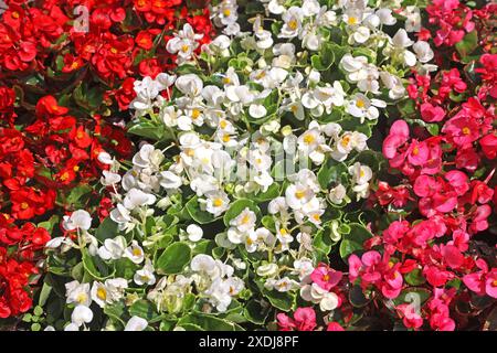 Sommerblumen in Blüte Die Semperflorens-Begonien, auch Eis-Begonien oder Gottesauge genannt, zur Blütezeit im Sommer *** Summer flowers in bloom The Semperflorens begonias, also known as ice begonias or Gods eye, in bloom in summer Stock Photo