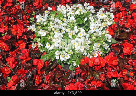 Sommerblumen in Blüte Die Semperflorens-Begonien, auch Eis-Begonien oder Gottesauge genannt, zur Blütezeit im Sommer *** Summer flowers in bloom The Semperflorens begonias, also known as ice begonias or Gods eye, in bloom in summer Stock Photo