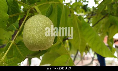 Walnut on tree in garden, close up of branch with green walnuts and leaves. Stock Photo