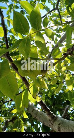 Walnut on tree in garden, close up of branch with green walnuts and leaves. Stock Photo