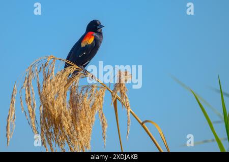 Red-winged Blackbird male perched on marsh grass Stock Photo