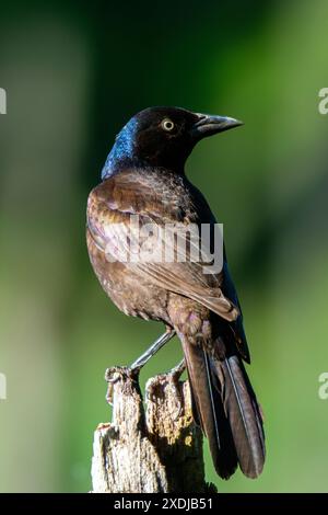 A profile view of a Common Grackle as it perches on a tree stump on a sunny late spring morning in eastern Massachusetts. Stock Photo