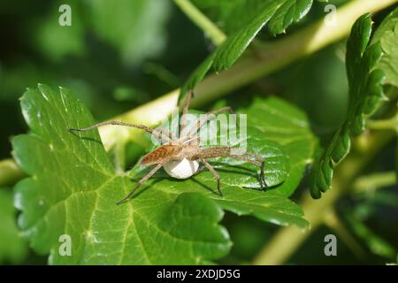 Female Nursery web spider (Pisaura mirabilis) protecting her egg sac in a gooseberry bush. Dutch garden, Summer, June, Netherlands Stock Photo