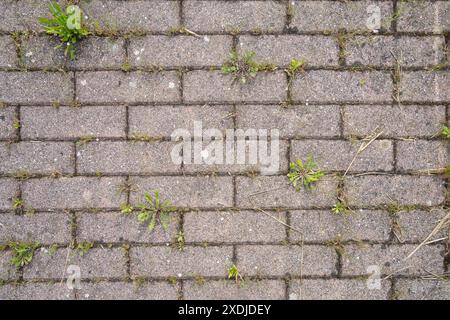 the pattern of concrete tiles on a sidewalk Stock Photo