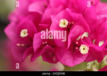 Paperflower, bougainvillea plant in garden Stock Photo