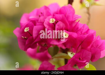 Paperflower, bougainvillea plant in garden Stock Photo