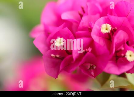 Paperflower, bougainvillea plant in garden Stock Photo