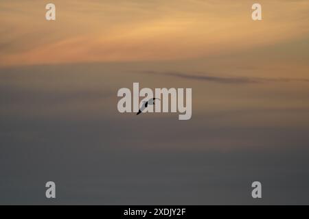 A seagull soaring on the evening breeze, silouetted against the golden hues cast by the setting sun Stock Photo